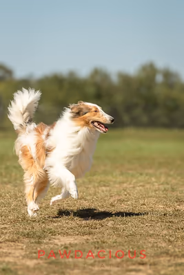 Swift Run Dog Park photo 1